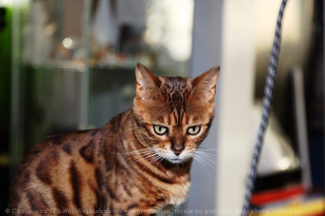 Photo de Bengal