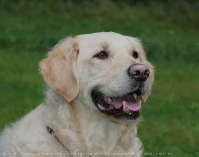 Photo de Golden retriever