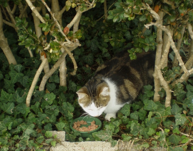 Photo de Chat domestique