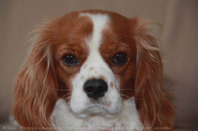 Photo de Cavalier king charles spaniel