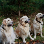 Photo de Golden retriever