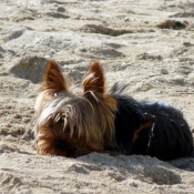 Photo de Yorkshire terrier