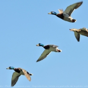 Photo de Canard colvert