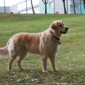 Photo de Golden retriever