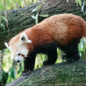 Photo de Panda roux