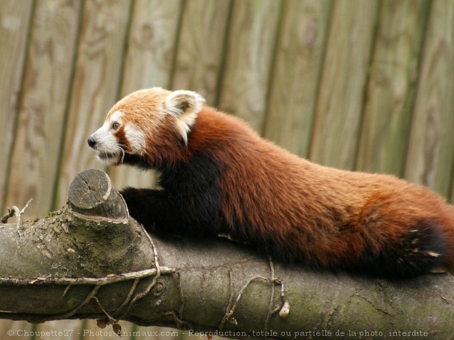 Photo de Panda roux