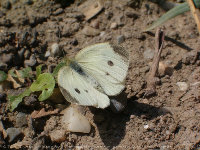 Photo de Papillon