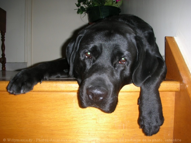 Photo de Labrador retriever