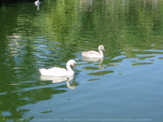 Photo de Cygne