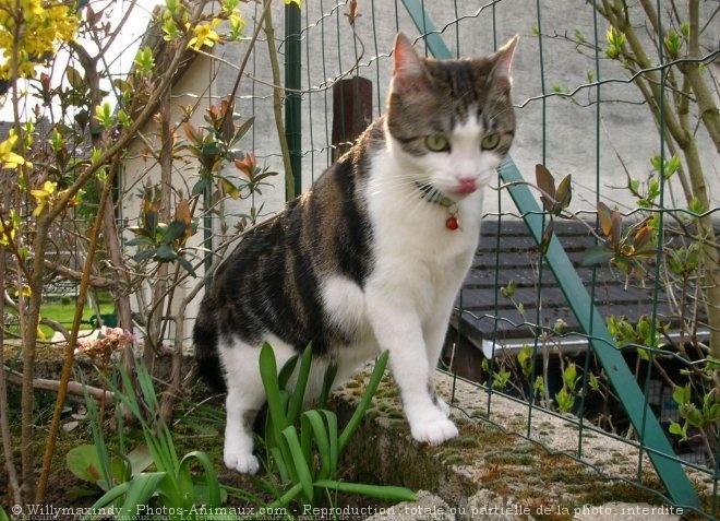 Photo de Chat domestique