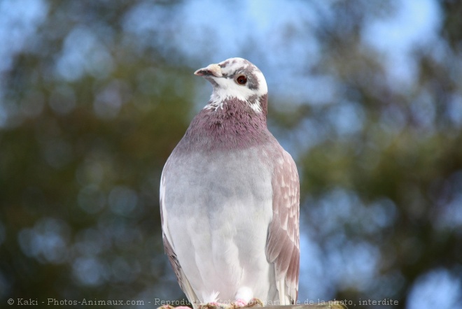 Photo de Pigeon