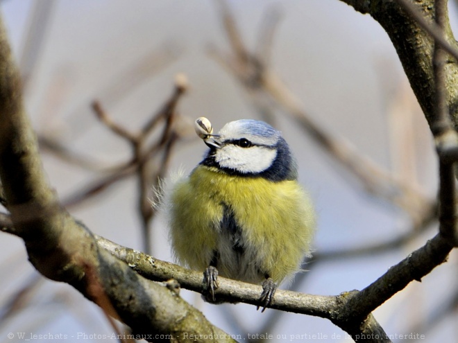 Photo de Msange bleue