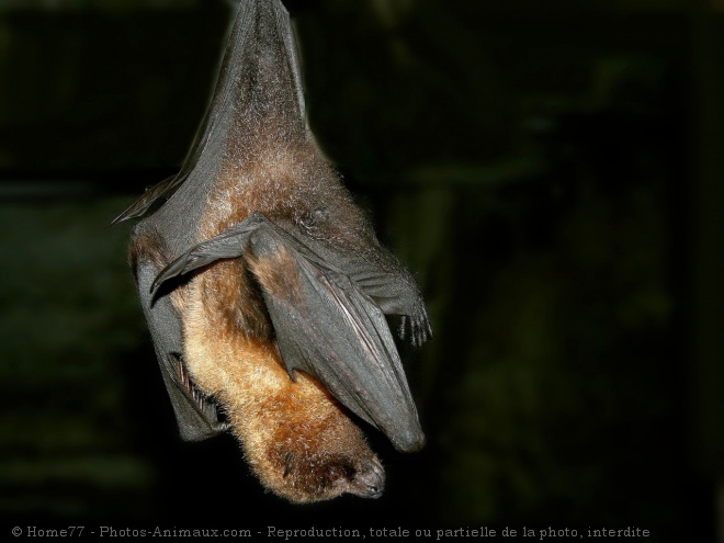 Photo de Chauve-souris