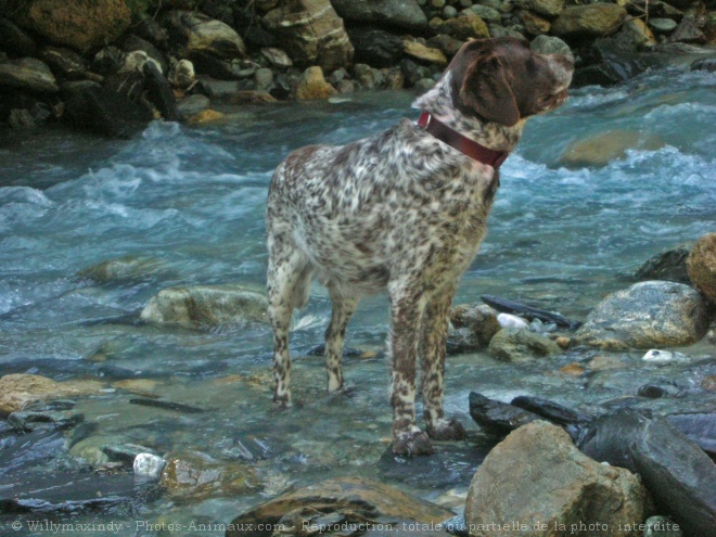 Photo de Braque d'auvergne