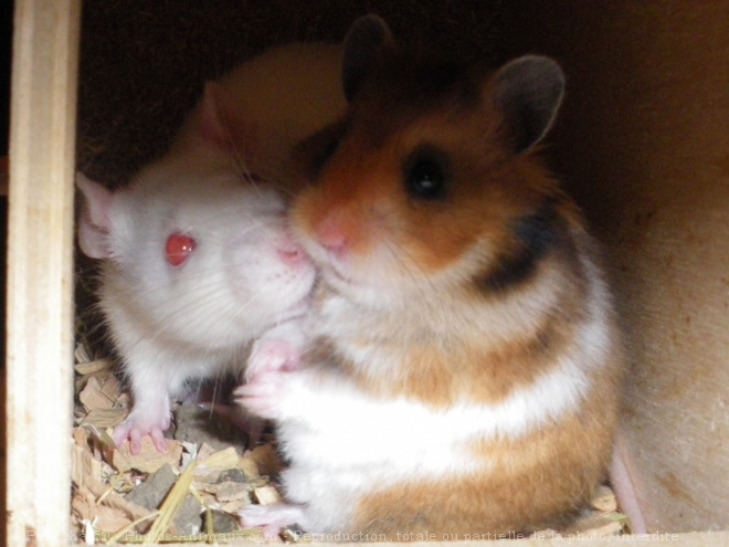 Photo de Hamster