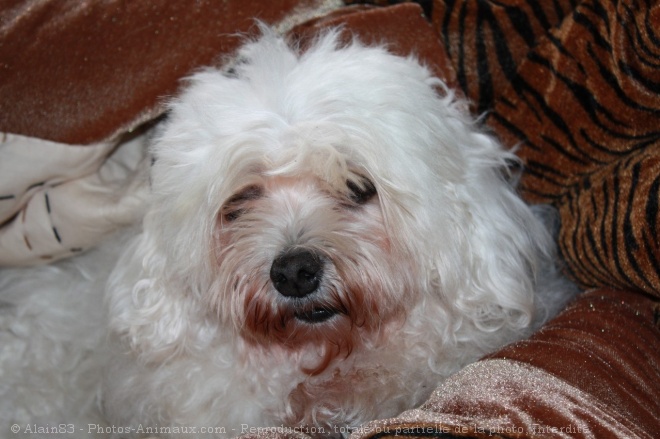 Photo de Bichon maltais