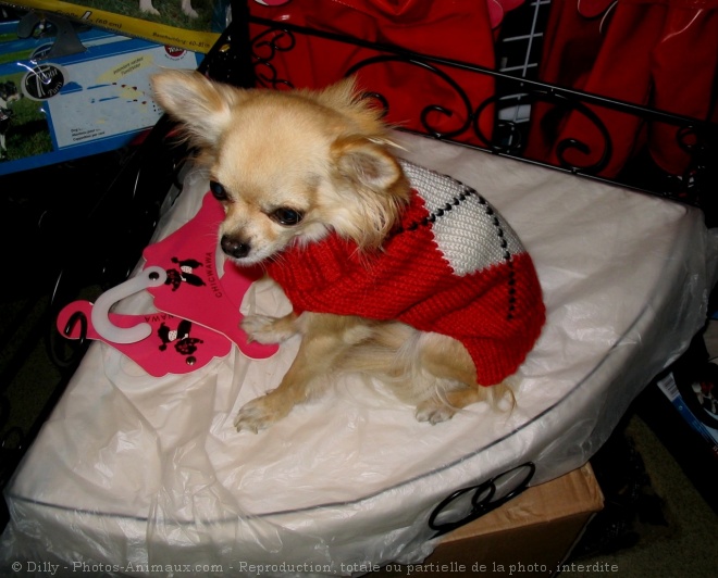 Photo de Chihuahua  poil long