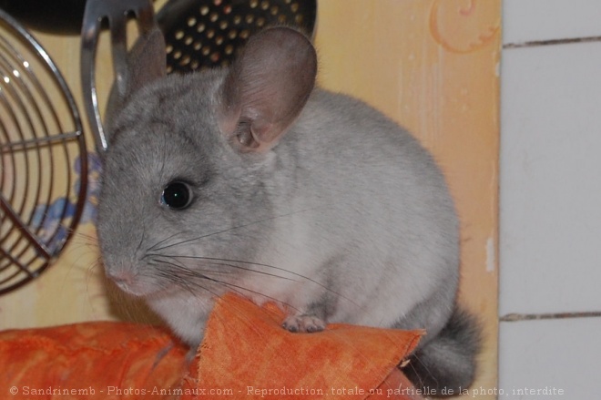 Photo de Chinchilla