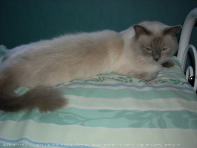 Photo de Ragdoll