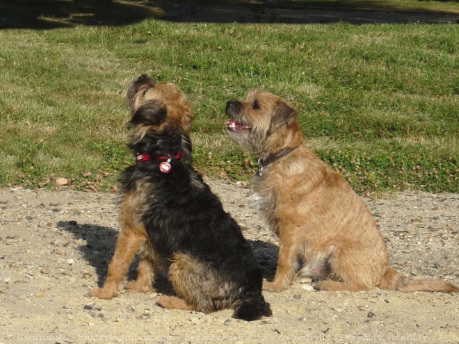 Photo de Border terrier