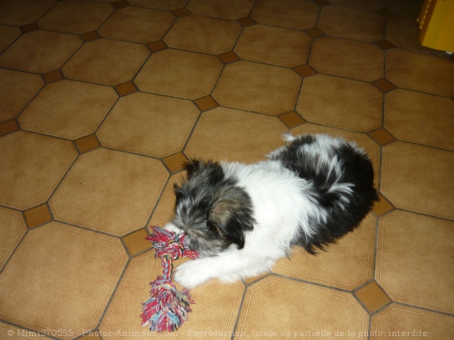 Photo de Shih tzu