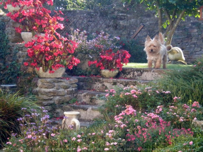 Photo de Cairn terrier