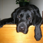 Photo de Labrador retriever