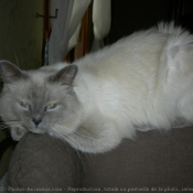 Photo de Ragdoll