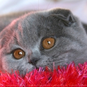 Photo de Scottish fold