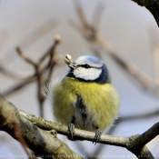 Photo de Msange bleue