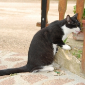 Photo de Chat domestique