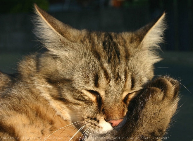 Photo de Chat domestique