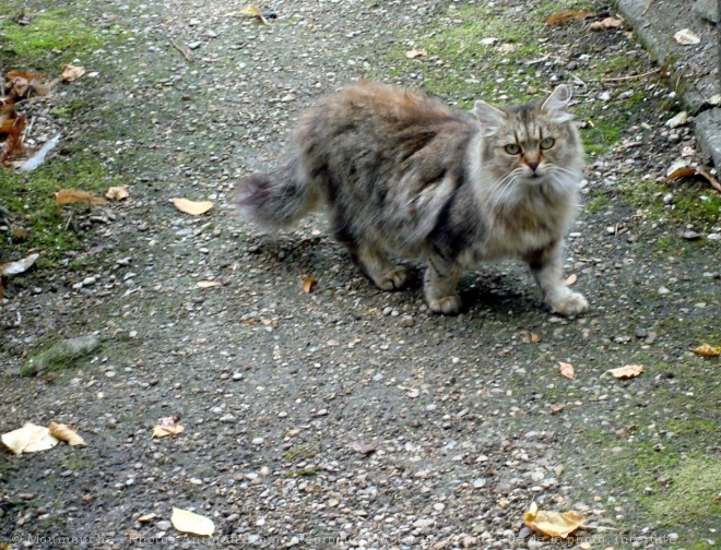 Photo de Chat domestique