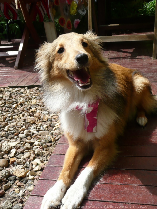 Photo de Chien de berger des shetland