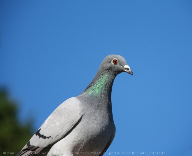 Photo de Pigeon