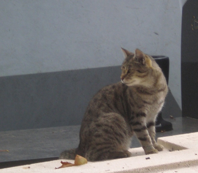 Photo de Chat domestique