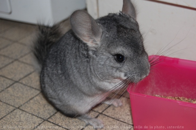 Photo de Chinchilla