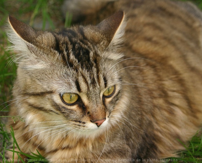 Photo de Chat domestique