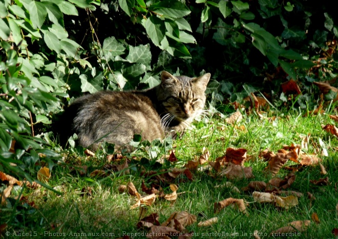 Photo de Chat domestique