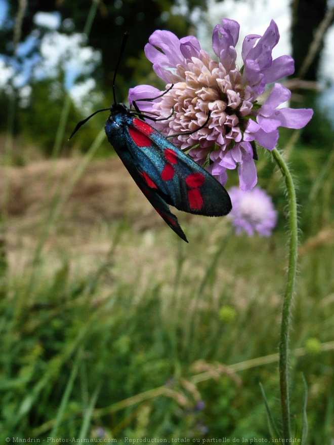 Photo de Papillon