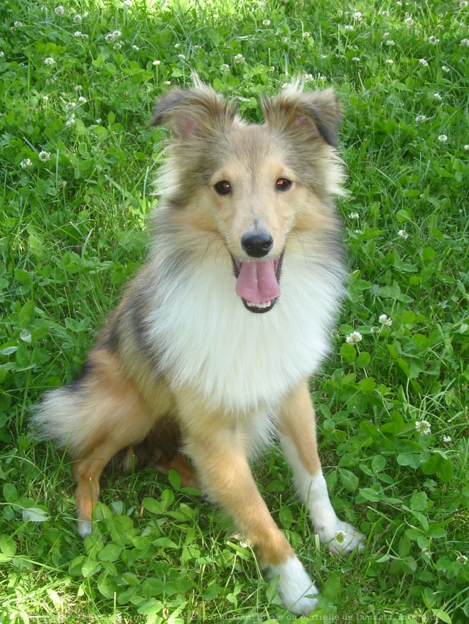 Photo de Chien de berger des shetland