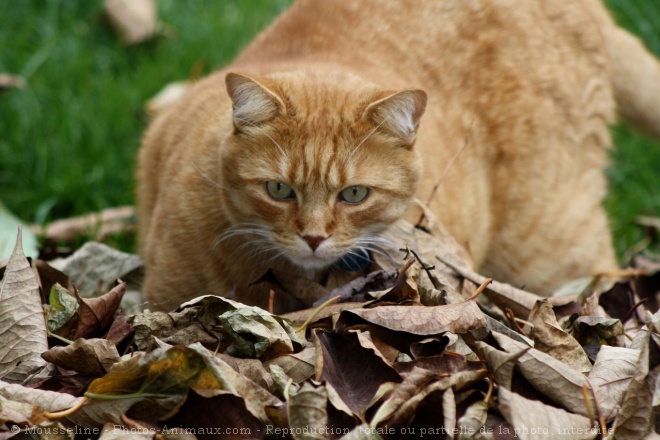 Photo de Chat domestique