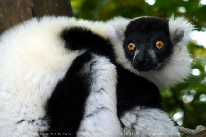 Photo de Lmurien - maki vari noir et blanc