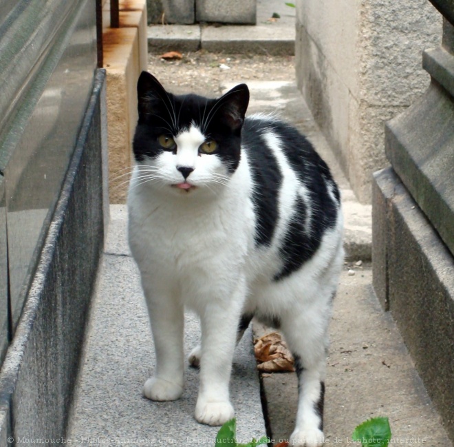 Photo de Chat domestique