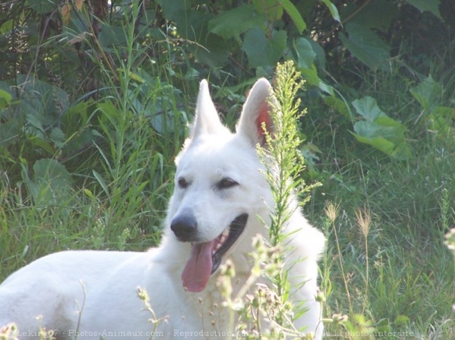 Photo de Berger blanc suisse