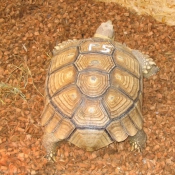 Photo de Tortue