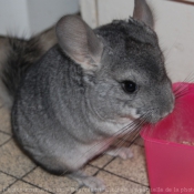 Photo de Chinchilla