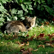 Photo de Chat domestique