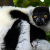 Photo de Lmurien - maki vari noir et blanc