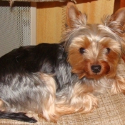 Photo de Yorkshire terrier